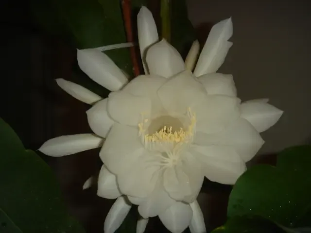 十三花开直播间 1214664939788_000.jpg