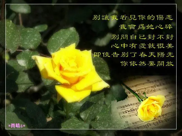 黄玫瑰的歌词,黄玫瑰的歌词完整版