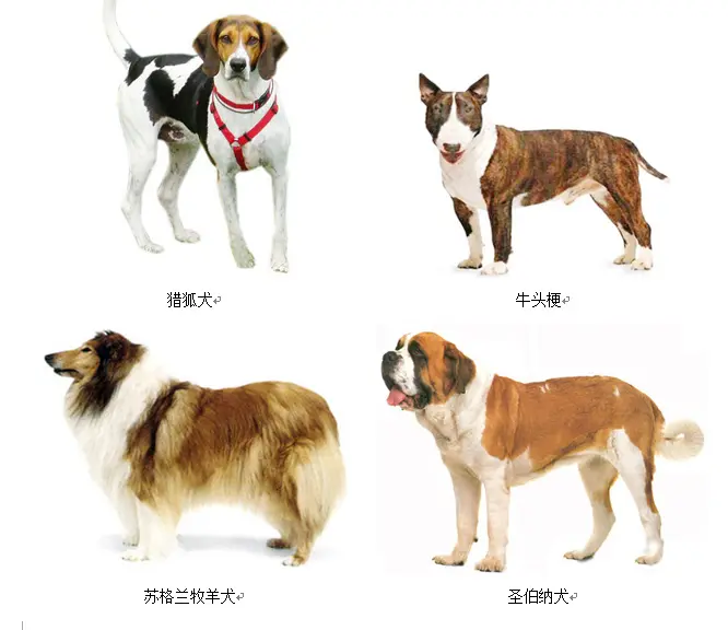 养狗业主和对狗有意见的业主请注意---通州区违规养犬以及禁养大型犬