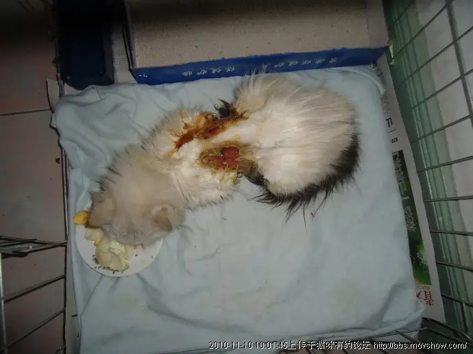 被活剥皮的猫咪"强强",等待救助!(转自济南猫窝)