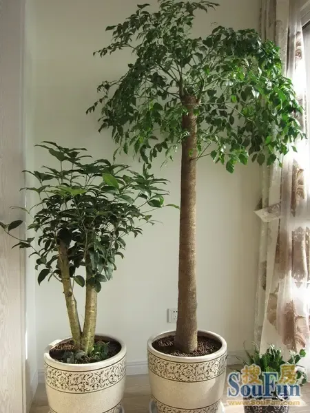 家庭除甲醛最有效的植物 1291348602296_000.jpg
