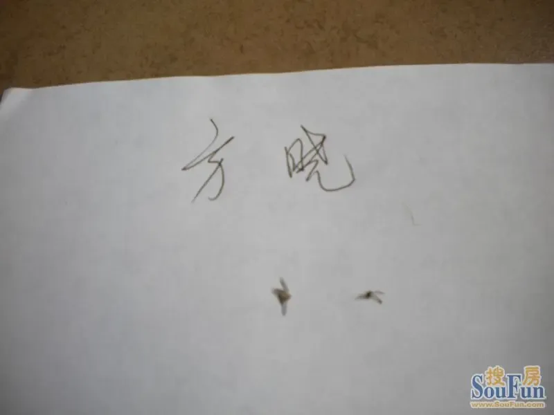 怎么在家里找蚊子 1315026961589_000.jpg