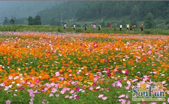 仙女山婚纱照_武隆仙女山(2)