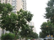 海淀南北向一居室满五年名下一套仅有契税靠谱出售