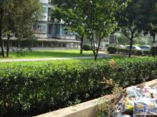 金福苑小区温馨一居室,朝南向,采光好