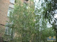 毛纺厂西小区2室1厅南北