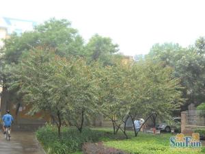 小营东路6号院2室1厅南北