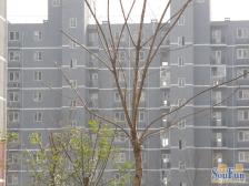 鸿博家园六区1室1厅南北