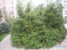 【中原西路76号院】| 郑州市中原区秦岭路西、中原路北5幢1单元13层1303