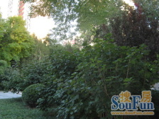 聚焦:安定路三居 电梯房 可以看房 视野很好