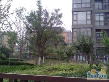 联盟七期 带40平露.台 精装4房 另有地下车位