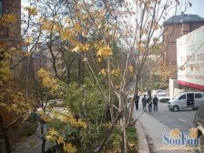 观山B区一楼有果树,南北通透三室,五明户型,有车位