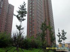 晶品枫林 2室1厅 南 北