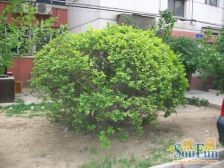 桃园小区 2室1厅 南 北