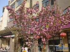 大平层,一个本,满五年,精装修,拎包及住