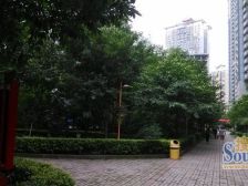 大坪 嘉华鑫城三房153万