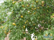 龙庆望都佳园南北通透视野好无遮挡交通便捷