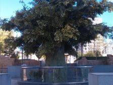 四季花城一楼二楼复式南北院电梯洋房,采光好,诚意售