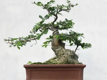 花园榆树盆景图片