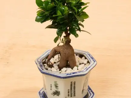 小叶人参榕树盆景图片