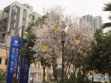 雅居乐三期,精装大四房,提包入住,朝中庭。