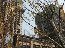 近轻轨,临奥体,三大商圈,品质小区,精装修三房