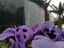 山与城二期联排140平大花园带地下室,朝南向开阔无挡