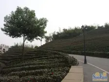 东站旁,纯洋房社区,板式结构,电梯四房