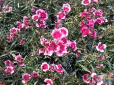 小两房,精装修 一个人名字,权属无纠纷