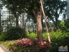 南滨路 诚投天邻水岸一房