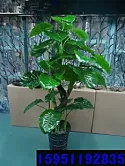 发财树要多少钱 222x166c.jpg