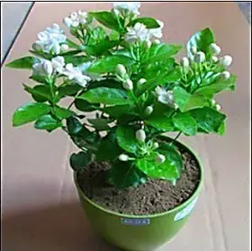室内花卉 盆栽植物 茉莉花苗 三年苗 净化空气 香气宜人