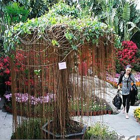 买5送1爬藤盆栽植物富贵藤苗珠帘藤苗一帘幽梦庭院廊架楼顶花