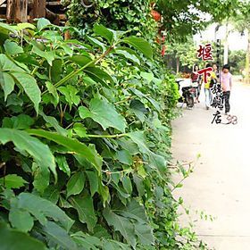 美国地锦苗 爬山虎大苗五叶地锦爬藤植物 攀援花卉 绿色墙壁植物【报