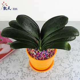 精品室内盆栽观花植物 圆头和尚彩兰 花卉君子兰盆景