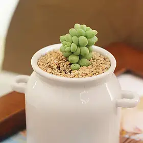 猜你喜欢: 多用途锅十大品牌 相关标签: 多肉植物盆栽盆栽多肉植物