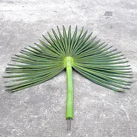 圣杰假树叶大中小号高仿真棕榈树葵树小棕葵植物海藻 图片