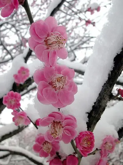 主题:相册:寒梅傲雪