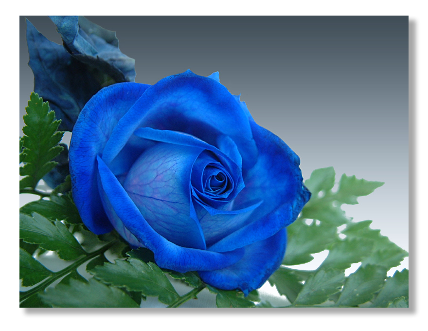 主题:相册:蓝玫瑰