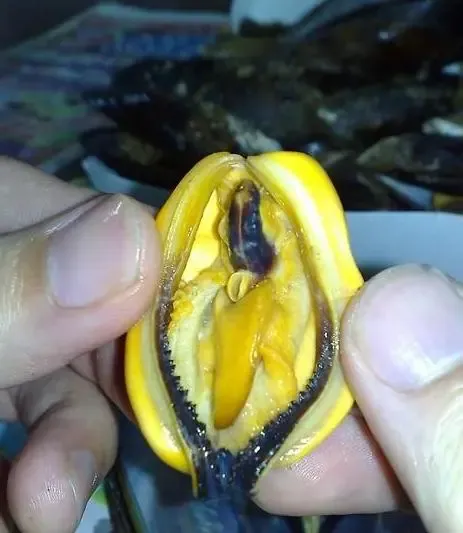 只看该作者 6楼 re:【视觉美食】超越鲍鱼的极品 如果阁下要用舌头舔