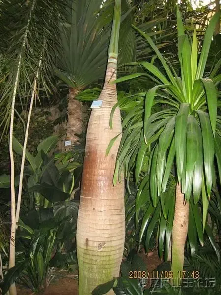 子弹树或啤酒树