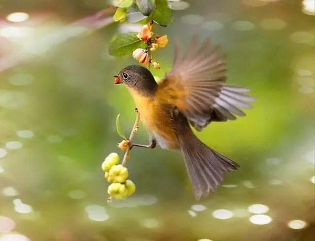主题:绿树红缨 草长莺飞
