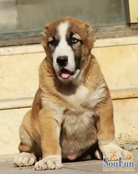 出售高加索 中亚犬