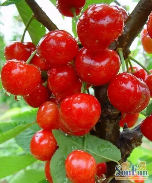 3游记】春风飘荡自东来,折尽樱桃绽尽梅——搜房网棉花