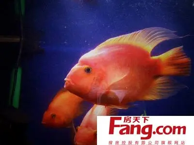 鸚鵡魚常見病有哪些鸚鵡魚常見病有哪些?一, 膚黴病的特徵和治療.