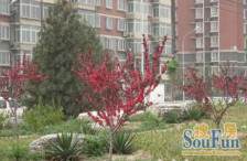 重聚园2室1厅南北