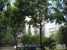 三里河北街3号院3室1厅南北