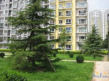 十里堡东里明厨明卫满五唯一商品房