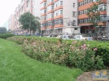 古城南里精装修双阳台南北通透地铁近诚心出售