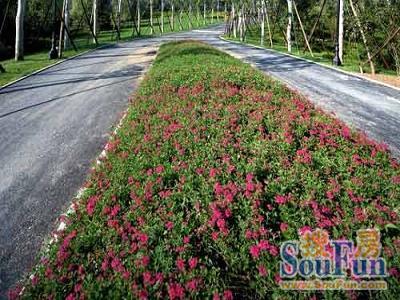 龙湖香醍漫步别墅实景图